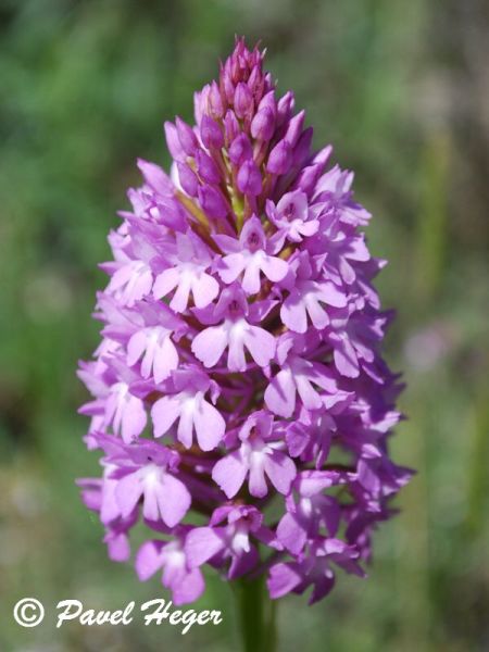 Anacamptis pyramidalis